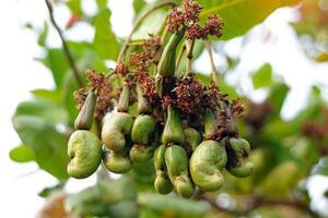 The cashew trees in the garden were full of ripe, bright red fruit. The fruit looks like rose apple or pear. At the end of the fruit there is a seed, shaped like a kidney. photo