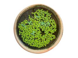 Isolated top view of floating Duckweed in a terracotta pot on a white background. photo