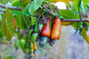 The cashew trees in the garden were full of ripe, bright red fruit. The fruit looks like rose apple or pear. At the end of the fruit there is a seed, shaped like a kidney photo