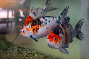 A school of koi fish swims in a fish tank. It is a beautiful fish with a long body and flat sides. Its distinctive feature is a colorful mustache on the lips. photo