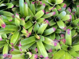 Bromeliad is a terrestrial plant. and ornamental pots resistant to strong sunlight The highlight is the shape of the plant, the color and the leaf pattern. photo