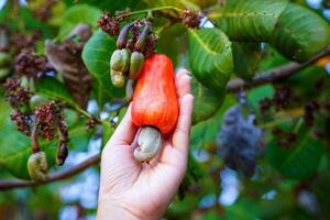 Hand holding bunches of cashews on the tree. The fruit looks like rose apple or pear. At the end of the fruit there is a seed, shaped like a kidney. photo