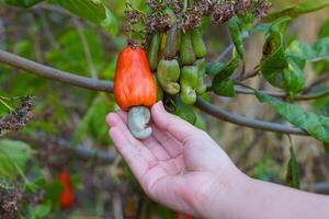Hand holding bunches of cashews on the tree. The fruit looks like rose apple or pear. At the end of the fruit there is a seed, shaped like a kidney. photo