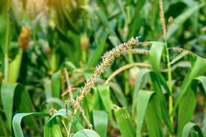 Tassel of corn is a male inflorescence at the top of the stem with bees sucking nectar on the clusters of flowers. soft and selective focus. photo