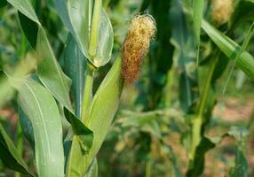 Raw corn ears in the field have silk threads or stamens clustered at the end of the ear and can be used to make corn silk tea. photo