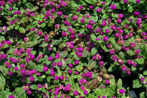 Top view of a reddish-purple Globe amaranth bush. Flowers bloom in spherical clusters with small flowers tightly packed together. photo