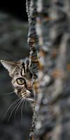 Curious Cat Behind Tree photo