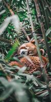 Serene Panda in Bamboo photo