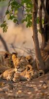 Lioness and Cub Resting photo