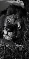 Lion Resting Serenely photo