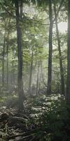 Sunlit Dense Forest photo