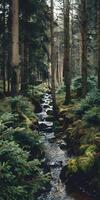 Tranquil Stream Through Forest photo