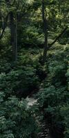Tranquil Stream in Forest photo