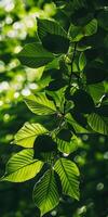 Sunlit Lush Woodland photo