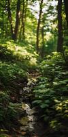 Serene Stream in Forest photo