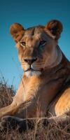 Savannah Lioness Relaxing photo