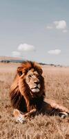 Majestic Lion Roaming photo