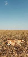 Savannah Lioness Relaxing photo
