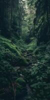 Tranquil Stream in Forest photo
