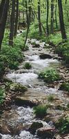 Serene Forest Stream photo