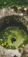 Serenity of Nature photo