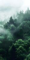 Dusky Mountain Forest photo