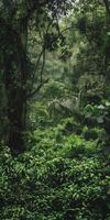 Lush Dense Forest photo
