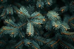Close up of pine tree branch photo