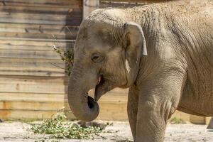 Baby Indian Elephant Playing with a Tree Branch photo