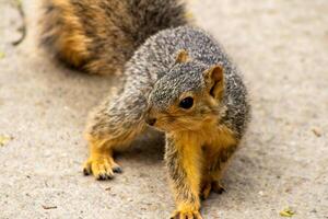Fox Squirrel on Walking Path Looking at Camera photo