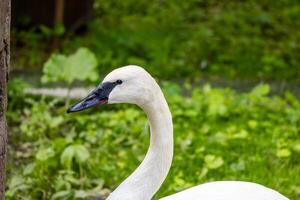 Trumpeter Swan Portrait photo