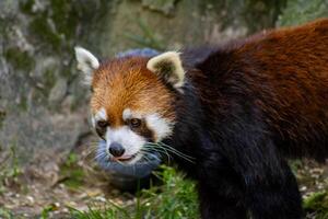 Red Panda Close Up Portrait photo