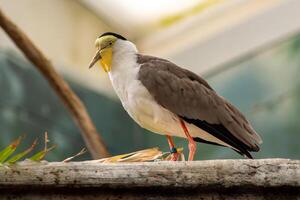 Masked Lapwing Standing on a Wood Plank photo