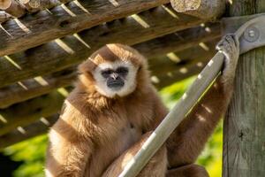 Gibbon Monkey Looking at Camera photo