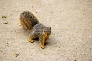Fox Squirrel on a Walking Path photo