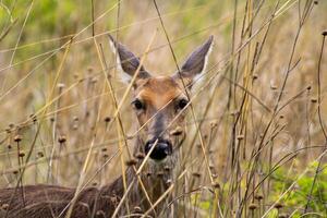 White-Tailed Deer Hiding in Bushes photo