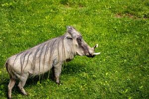 Warthog Standing in Grass photo