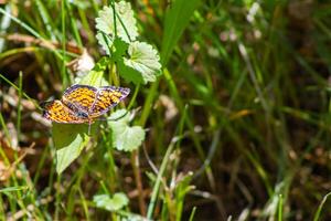Pearl Crescent Butterfly Resting on a Leaf photo