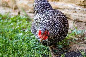 Chicken in Front of Stone Wall photo