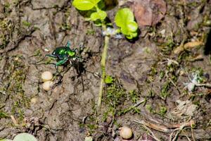 Six-Spotted Tiger Beetle Looking at Camera photo