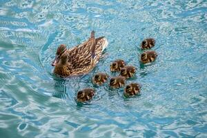 Mother Duck Swimming with Ducklings photo