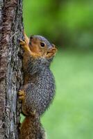 Fox Squirrel on the Side of a Tree photo
