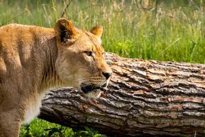 Lioness Walking in Front of a Log photo