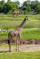 Masai and Reticulated Giraffes on Savanna photo