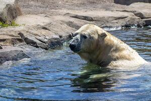 Polar Bear Swimming Near Shore photo