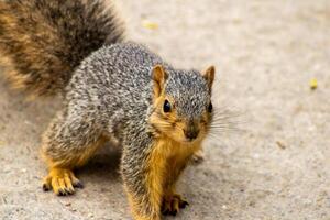 Fox Squirrel on a Walking Path Close Up photo