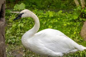 Trumpeter Swan Standing in Grass photo