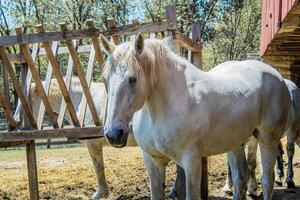 White Horse on a Farm photo
