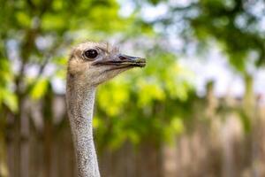 Ostrich Portrait Up Close photo