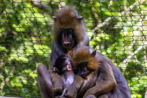 Mandrill Monkey Family with Infant photo